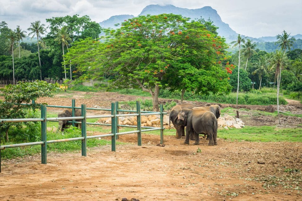 Sri Lanka fence